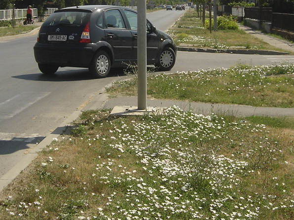 Travnjak u Betonskoj ulici